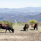 Rebaño de vacas de raza mantequera leonesa pastando en los montes de Benuza. ULE