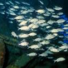 El aumento de la temperatura del agua determina el sexo de muchas especies de peces