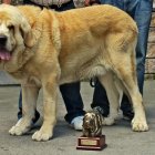 Mejor ejemplar absoluto en Villablino.
