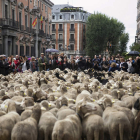 Imagen de las ovejas, ayer, en su paso por Madrid. ÁLVARO CALVO