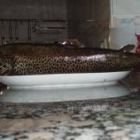 El ejemplar de trucha pescado en las cuevas de Lugán pesó 3.500 gramos