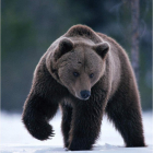 Fotografía facilitada por WWF de un  oso pardo en los montes Cárpatos. STAFFAN WIDSTRAND