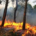 El fuego ha quemado esta semana cuatrocientas hectáreas de pinar en Quintana del Castillo
