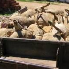 Las ovejas fueron trasladadas en un remolque desde el lugar del ataque hasta la explotación