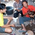 Laosianos preparan a un gallo antes de una pelea en las afueras de Vientiane