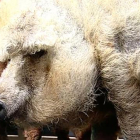 El ejemplar rubio de cerdo oveja que esta semana ha visitado el plató de 'El Hormiguero'.