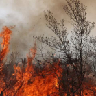 La selvicultura y el cuidado de los montes podrían prevenir la mayoría de los incendios. FRANCISCA MEZA