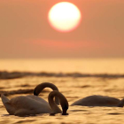 Cisnes nadan al atardecer en una playa del mar báltico en Kolka (Letonia). TOMS KALNINS