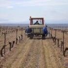 Cerca de diez bodegas se dedican en Pajares de los Oteros a la producción de Prieto Picudo