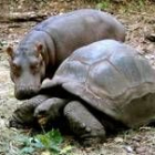 Un hipopótamo de un año observa a una tortuga gigante de la raza Aldabran