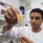 Un científico australiano manipula un tubo con el mosquito que contagia el sika. bruna