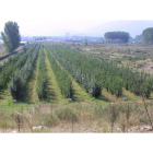 Finca del entorno de Ponferrada que ya fue objeto de robo de fruta en una anterior campaña de recogida. L. DE LA MATA