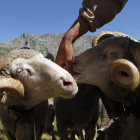 La transhumancia, tan arraigada en las comarcas leonesas, es según este catálogo uno de los valores culturales que deberían ser fomentados. JESÚS F. SALVADORES.