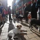 Ponferrada está muy concienciada con todo lo relacionado con los animales de compañía. ANA F. BARREDO