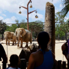 Las tres elefantas del zoo de Barcelona, Susi, Yoyo y Bully, han estrenado un nuevo lodazal. QUIQUE GARCÍA