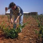 La mata terrestre de prieto picudo se planta en espaldera