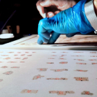 Un arqueólogo une trozos de los manuscritos. SHAI HALEVY