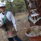 Una de las nuevas resineras, trabajando en el pinar de Castrocontrigo tras el incendio.