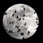La luna llena cubierta por una bandada de pájaros que sobrevuelan Roma, el 30 de enero.