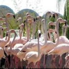 Una colonia de  flamencos rojos  llegaron a Faunia para descansar en agua dulce