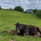 Una vaca y su ternero de corta edad descansan en el pasto en los parajes de Valdeburón, esta misma semana. j. casares