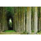 Los bosques son una fuente de riqueza, pero no sólo por la madera que producen sino también por los beneficios que suponen para la naturaleza y el hombre. JESÚS SALINERO