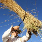 Un agricultor siega centeno.