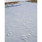 Huellas de lobo detectadas en Picos por los guardas.