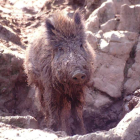 Los cazadores leoneses disfrutan de las últimas monterías.