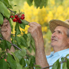 La campaña de recogida de cereza en el Bierzo arrancó esta semana con la variedad Burlat.