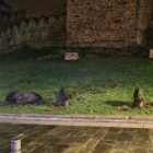 Los cuatro jabalíes ante el castillo, de noche. RITA DICA / REDES SOCIALES