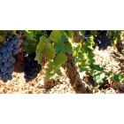 Racimos de prieto picudo, la variedad que salpica las viñas que crecen en el entorno de Gordoncillo y a la que se rinde tributo con la feria. MARCIANO