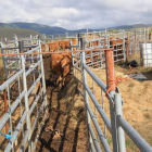Explotación de vacuno adscrita a la marca de garantía Ternabi en montes de Lamagrande, en el municipio de Balboa