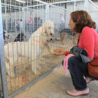 Camponaraya volvió a acoger una nueva edición de la Feria de Perros de Caza.