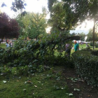La rama caída en un árbol del parque de Quevedo