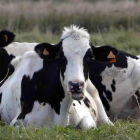 Aparecen nuevos casos en las ganaderías lecheras.
