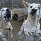 Dos perros a la espera de ser adoptados en una protectora de Lleida