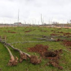 La junta de compensación de La Lastra repone los árboles secos por otros nuevos.