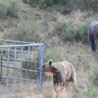 Una pareja de osos pasea tranquilamente por una zona del Villar de Santiago donde un ganadero instaló comederos de pienso para las reses. DL