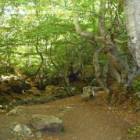 El Faedo fue el protagonista en el Día del Árbol de Ciñera.