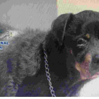 Candela, la perra que permaneció años encerrada en una azotea de un inmueble de Vélez-Málaga