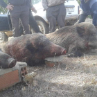 Jabalíes abatidos en la montería de Riomonte en la zona de Sahagún.