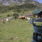 La Guardia Civil de Riaño  inició el procedimiento tras constatarse el acuchillamiento de los animales. CAMPOS