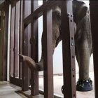 Un veterano elefante del zoo de Washington lleva botas para curar su artrosis en las patas.