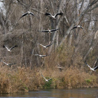 Aves silvestres en Lérida, una de las provincias donde se han detectado casos de gripe aviar. R. GABRIEL