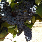 Cascallana tiene seis hectáreas de viñedo propio como base de elaboración.