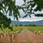 Aspecto de El Llano, una de las formidables viñas de las que nacen los vinos de la nueva bodega de Pedro Merayo Fernández.