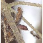 La 'Lymantria dispar', u oruga peluda, en una foto de archivo.