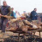 El chamuscado del cerdo se efectuó con paja de centeno.