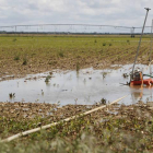 Campos de alubias anegados por las lluvias.